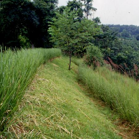 หญ้าแฝก Vetiveria zizanioides (L.) Nash ex Small<br/>POACEAE (GRAMINEAE)